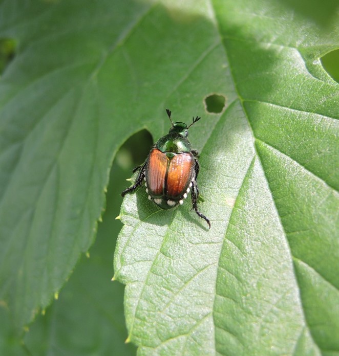 Japanese beetle on a leaf.